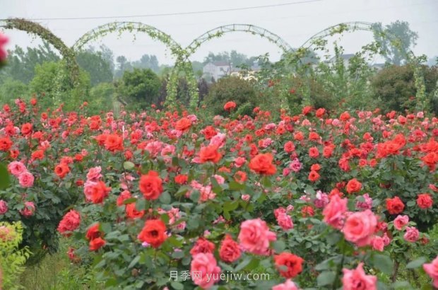 四月盛放的月季時間，湖北宜昌給你的專屬浪漫花園(圖8)