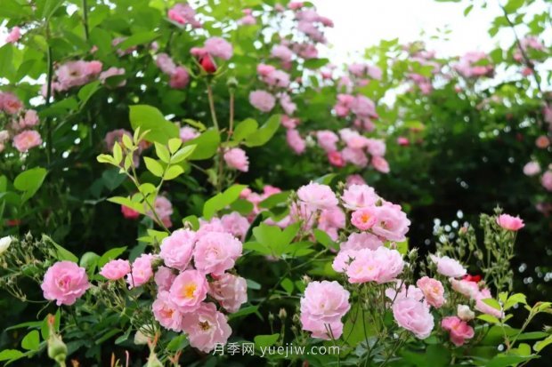 四月盛放的月季時間，湖北宜昌給你的專屬浪漫花園(圖12)