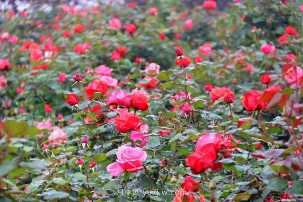 四月盛放的月季時間，湖北宜昌給你的專屬浪漫花園(圖2)