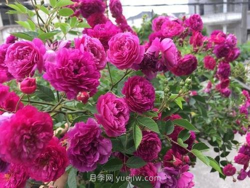 推薦5個(gè)微型月季品種，株型小開花多是陽臺(tái)盆栽佳品(圖4)