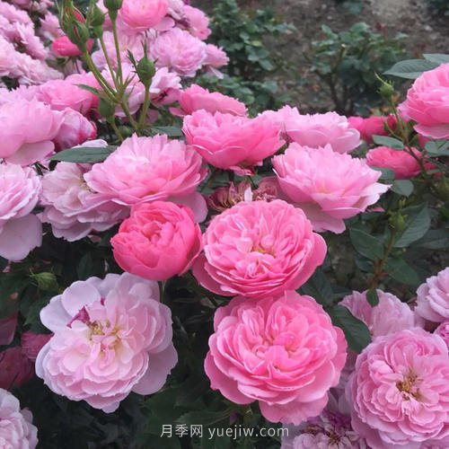 推薦5個(gè)微型月季品種，株型小開花多是陽臺(tái)盆栽佳品(圖3)
