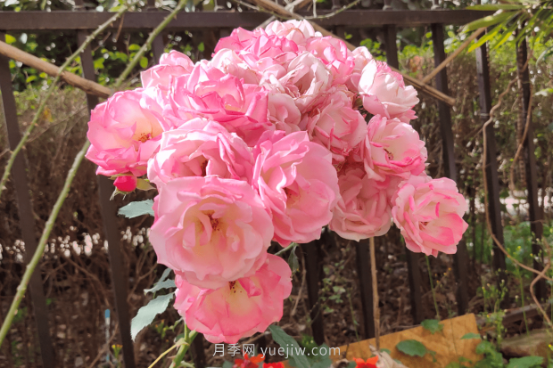 推薦4個(gè)適合新花友種植的藤本月季品種，長(zhǎng)勢(shì)強(qiáng)勁開(kāi)花量大(圖3)