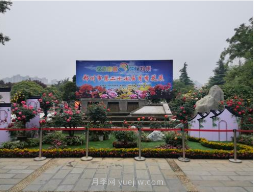滿(mǎn)城飄香賞月季，月季花開(kāi)驚艷了四月的鄭州(圖6)