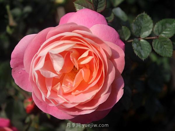 月季花敗謝的比較快，是什么原因？(圖1)