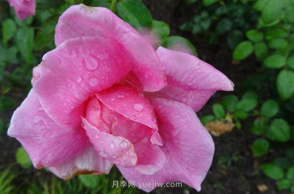 南陽(yáng)月季花，長(zhǎng)得好看，想養(yǎng)好要學(xué)會(huì)的小技巧(圖1)