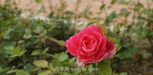 咸陽4A級(jí)景區(qū)級(jí)別月季園，五一假期游玩就要去(圖5)