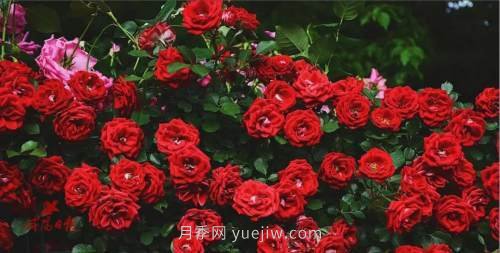 咸陽4A級(jí)景區(qū)級(jí)別月季園，五一假期游玩就要去(圖4)