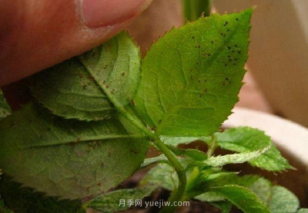 月季紅蜘蛛蟲(chóng)害預(yù)防辦法，推薦3種藥物(圖1)