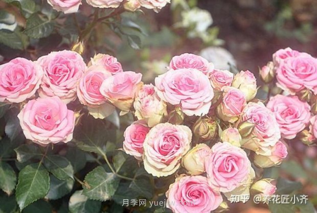 推薦4款月季品種，輕松打造小型月季花墻(圖5)