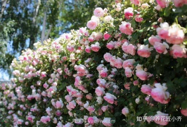 推薦4款月季品種，輕松打造小型月季花墻(圖4)