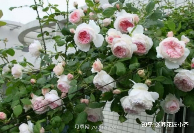 推薦4款月季品種，輕松打造小型月季花墻(圖3)