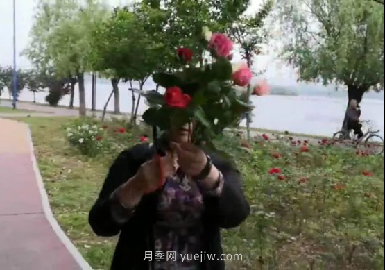 南陽月季“剪花姐”被處罰，罰款后保證以后再不犯(圖1)