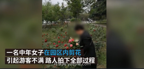 南陽月季“剪花姐”被處罰，罰款后保證以后再不犯(圖2)