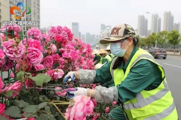 武漢市首條全月季景觀帶 為“五一”小長(zhǎng)假增色添彩(圖4)