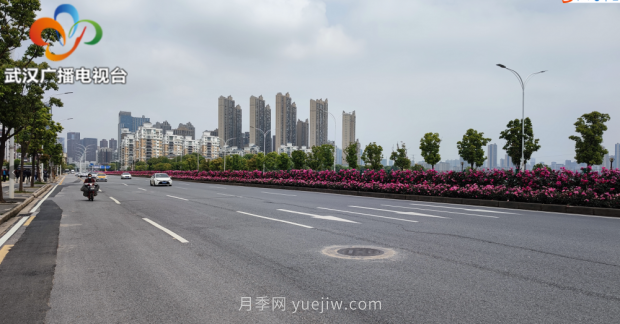 武漢市首條全月季景觀帶 為“五一”小長(zhǎng)假增色添彩(圖2)