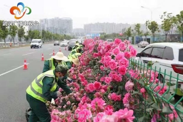 武漢市首條全月季景觀帶 為“五一”小長(zhǎng)假增色添彩(圖3)