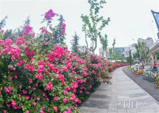 大武漢美！武漢滿城月季流淌幸福的浪漫(圖4)