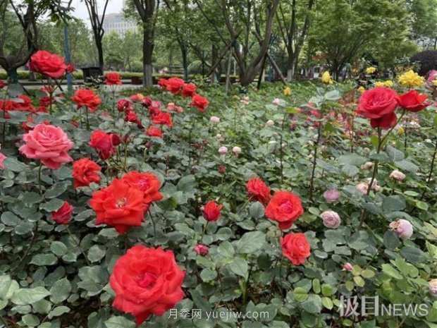 大武漢美！武漢滿城月季流淌幸福的浪漫(圖7)