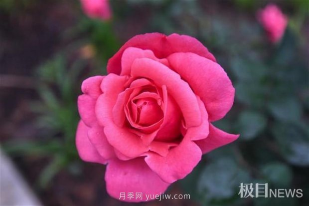 大武漢美！武漢滿城月季流淌幸福的浪漫(圖10)