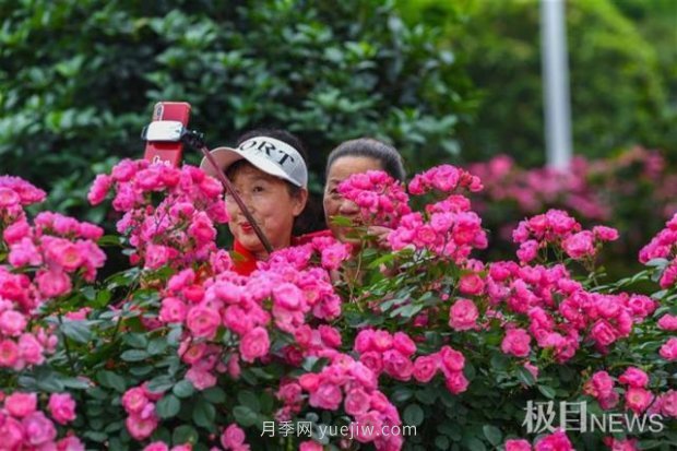 大武漢美！武漢滿城月季流淌幸福的浪漫(圖9)