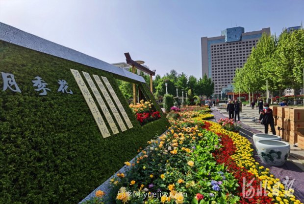 河北石家莊市第十七屆月季花展五一開幕，16個(gè)月季花壇展示(圖3)