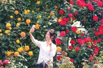 打造市花月季花海！鄭州要用三年時(shí)間建設(shè)月季花城(圖2)