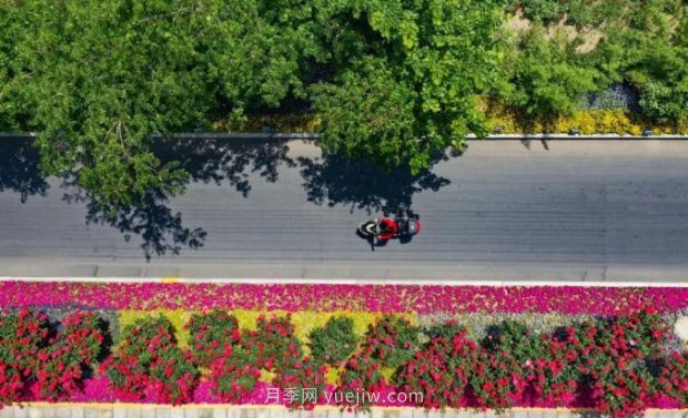 2185萬株市花月季盛開！請叫鄭州“月季花城”(圖6)