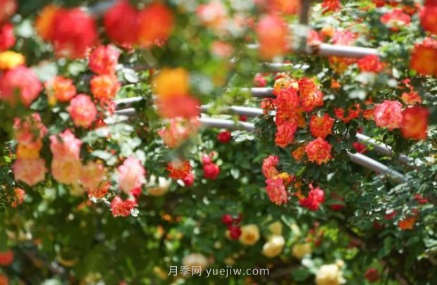 2185萬株市花月季盛開！請叫鄭州“月季花城”(圖4)