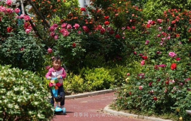 2185萬株市花月季盛開！請叫鄭州“月季花城”(圖5)