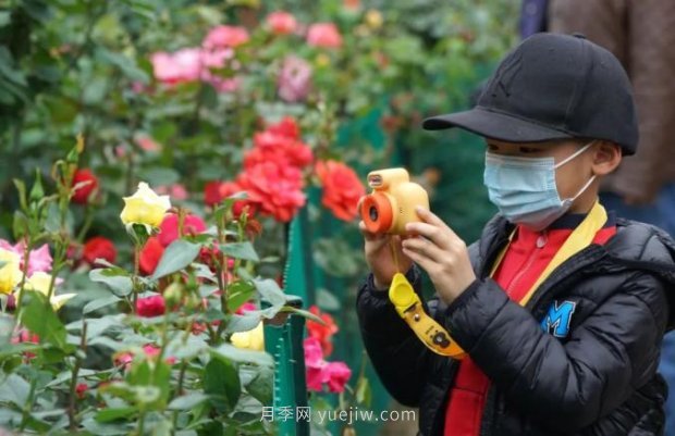 2185萬株市花月季盛開！請叫鄭州“月季花城”(圖1)