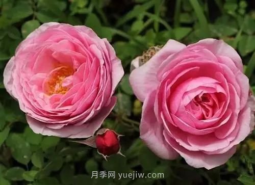 30種漂亮的月季品種推薦，必然有你喜歡的(圖3)