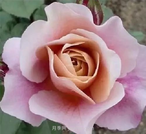 30種漂亮的月季品種推薦，必然有你喜歡的(圖18)