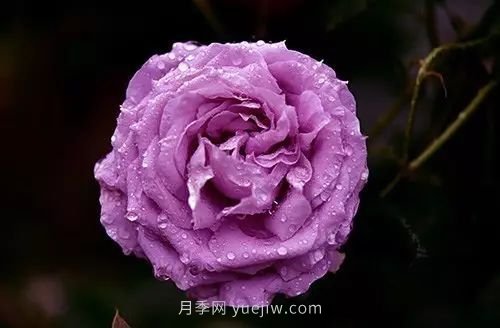 30種漂亮的月季品種推薦，必然有你喜歡的(圖2)