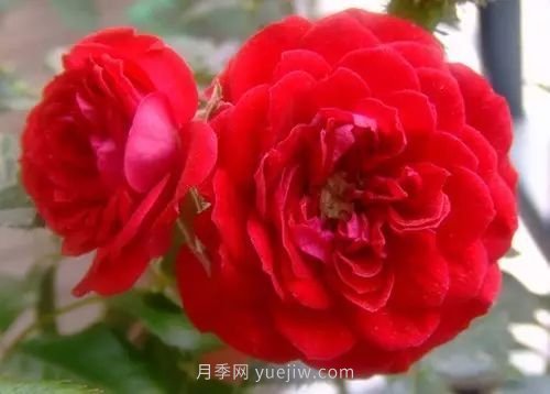 30種漂亮的月季品種推薦，必然有你喜歡的(圖27)