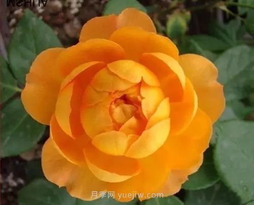 30種漂亮的月季品種推薦，必然有你喜歡的(圖7)