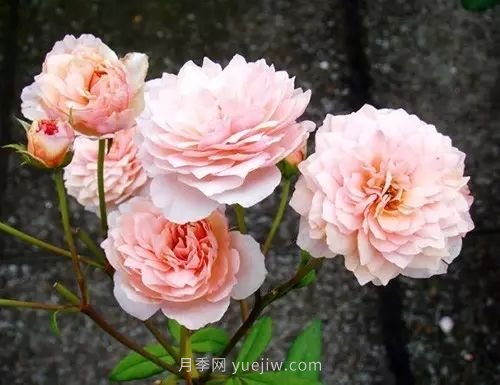30種漂亮的月季品種推薦，必然有你喜歡的(圖16)
