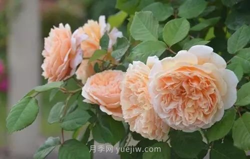 30種漂亮的月季品種推薦，必然有你喜歡的(圖14)