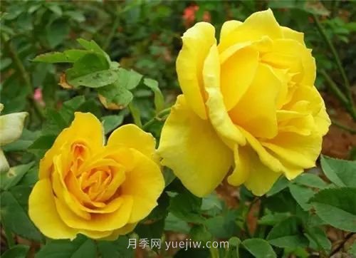 30種漂亮的月季品種推薦，必然有你喜歡的(圖10)