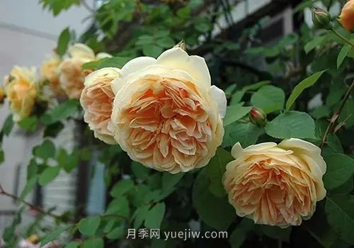 30種漂亮的月季品種推薦，必然有你喜歡的(圖19)