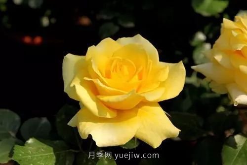 30種漂亮的月季品種推薦，必然有你喜歡的(圖12)