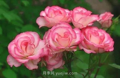 30種漂亮的月季品種推薦，必然有你喜歡的(圖25)