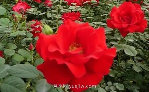 30種漂亮的月季品種推薦，必然有你喜歡的(圖8)