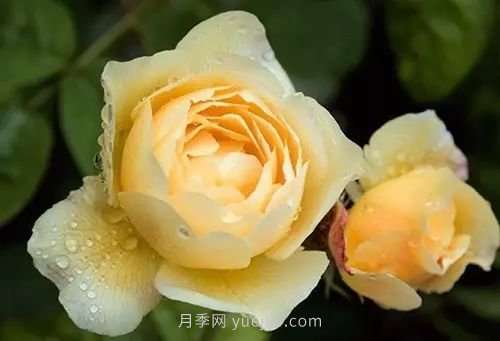 30種漂亮的月季品種推薦，必然有你喜歡的(圖26)
