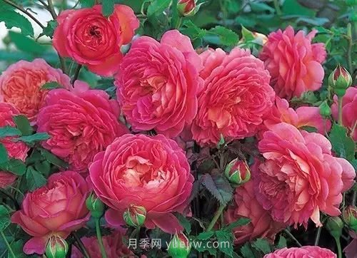 30種漂亮的月季品種推薦，必然有你喜歡的(圖20)