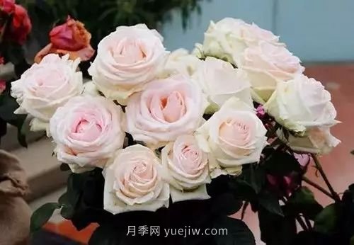 30種漂亮的月季品種推薦，必然有你喜歡的(圖6)