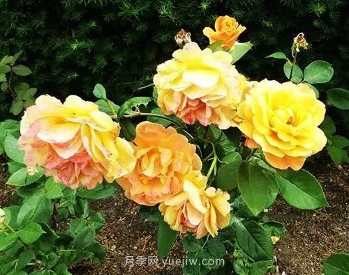 30種漂亮的月季品種推薦，必然有你喜歡的(圖17)