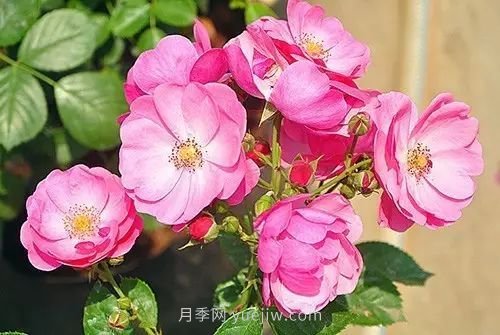30種漂亮的月季品種推薦，必然有你喜歡的(圖1)