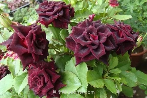 30種漂亮的月季品種推薦，必然有你喜歡的(圖9)