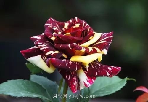 30種漂亮的月季品種推薦，必然有你喜歡的(圖15)