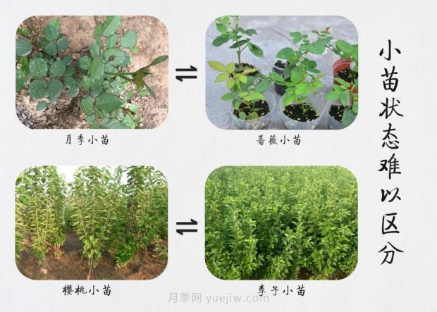重拳出擊！江蘇沭陽(yáng)“打假”扣押苗木10萬(wàn)余株(圖6)